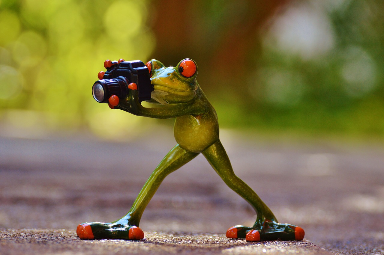 photographer frog funny free photo