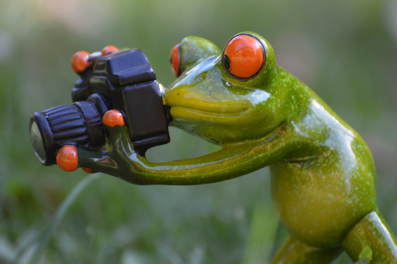 photographer frog funny free photo