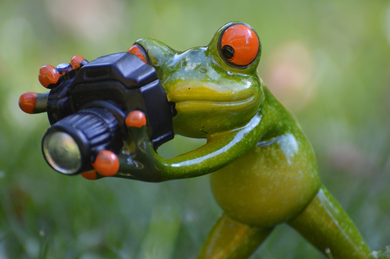 photographer frog funny free photo