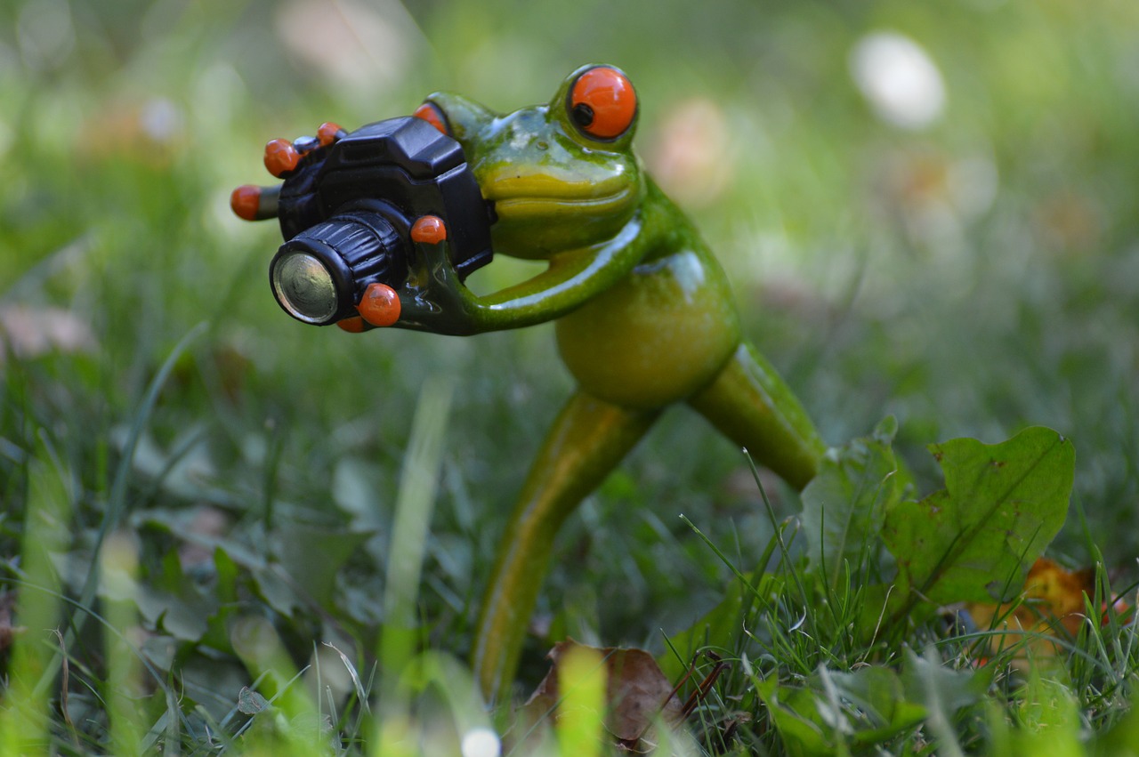photographer frog funny free photo