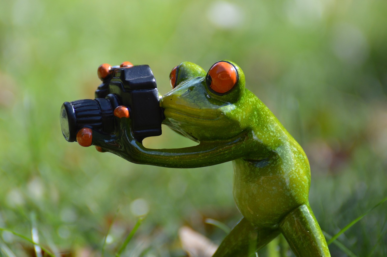 photographer frog funny free photo