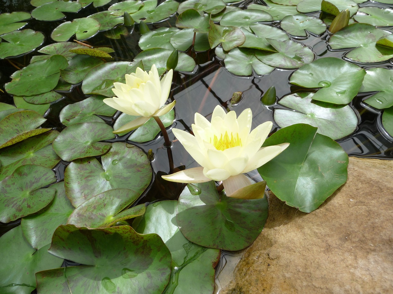 photographic background water lily free photo