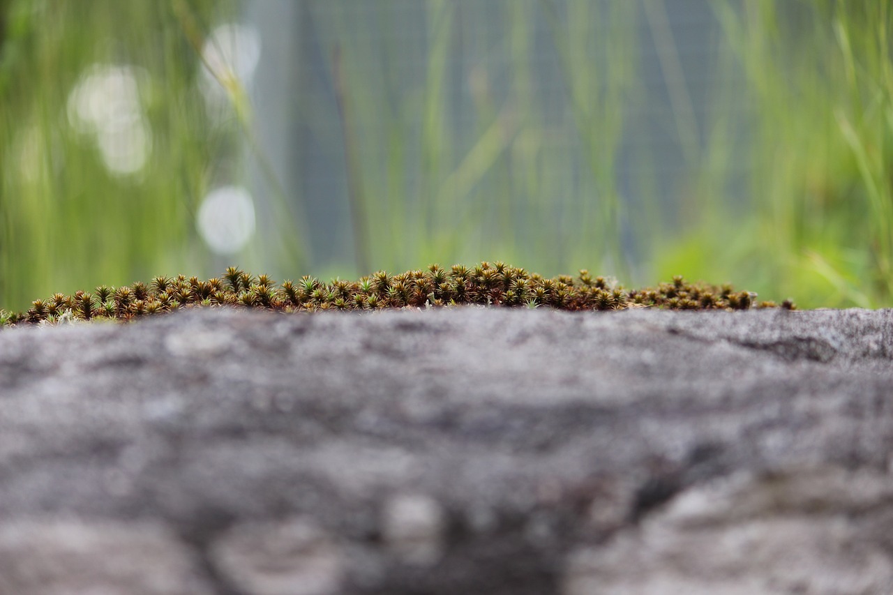 photographic background moss nature free photo