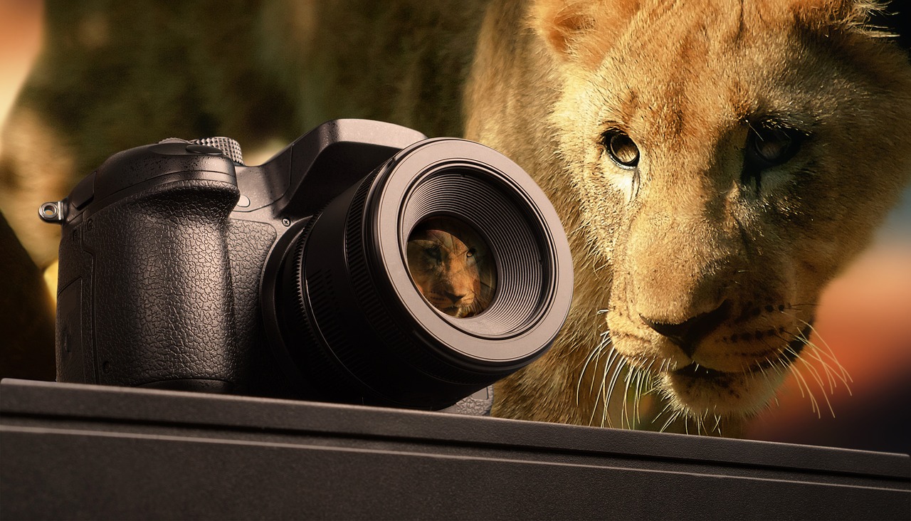 photography lion animal free photo