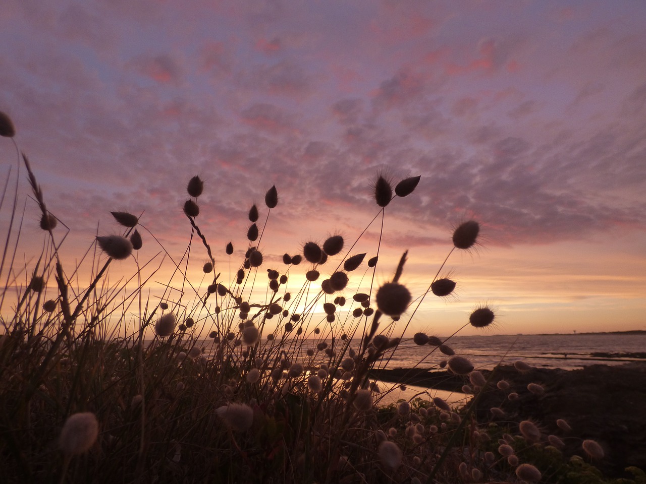 photography plant ocean free photo