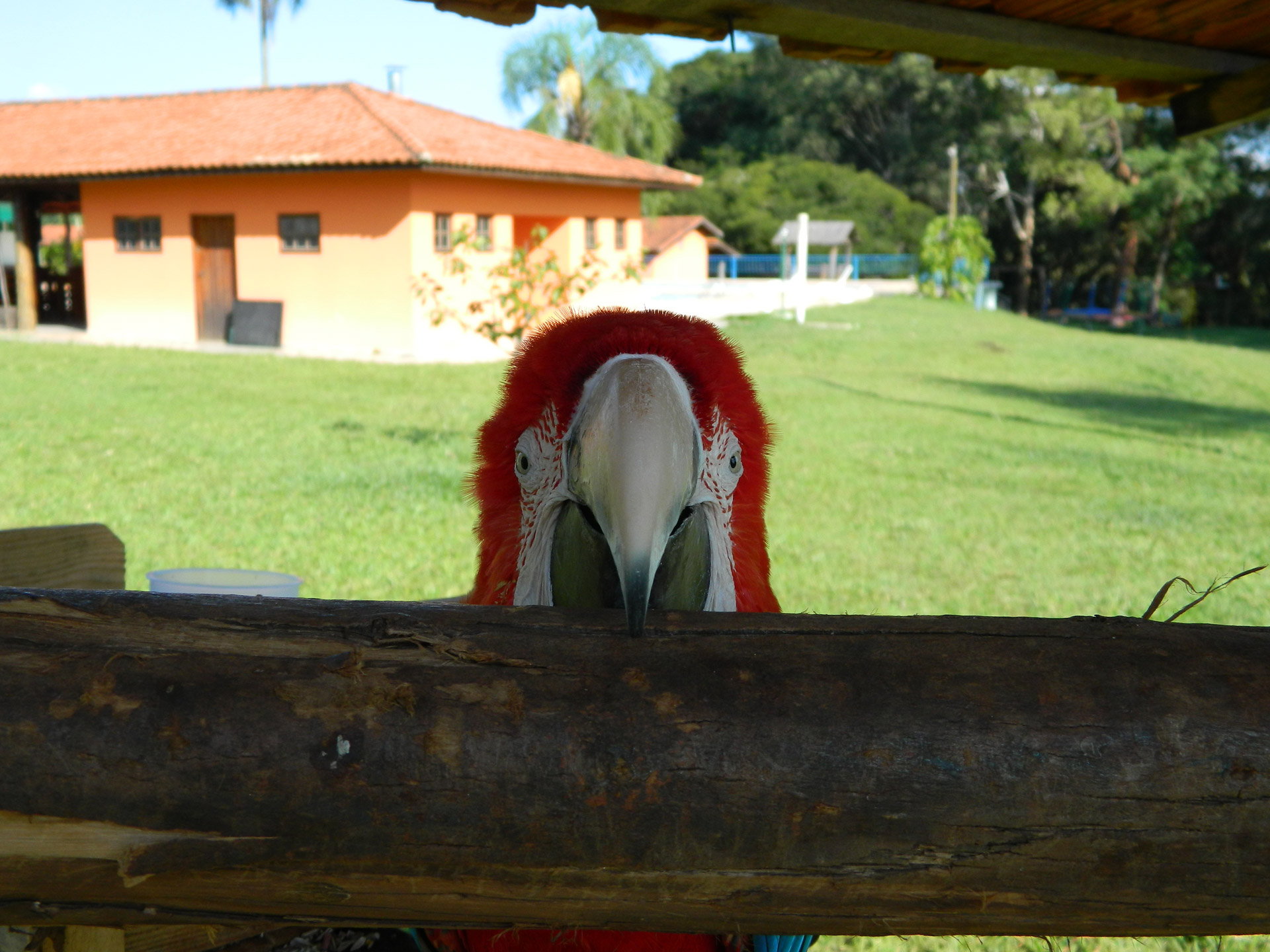 macaw photography free pictures free photo