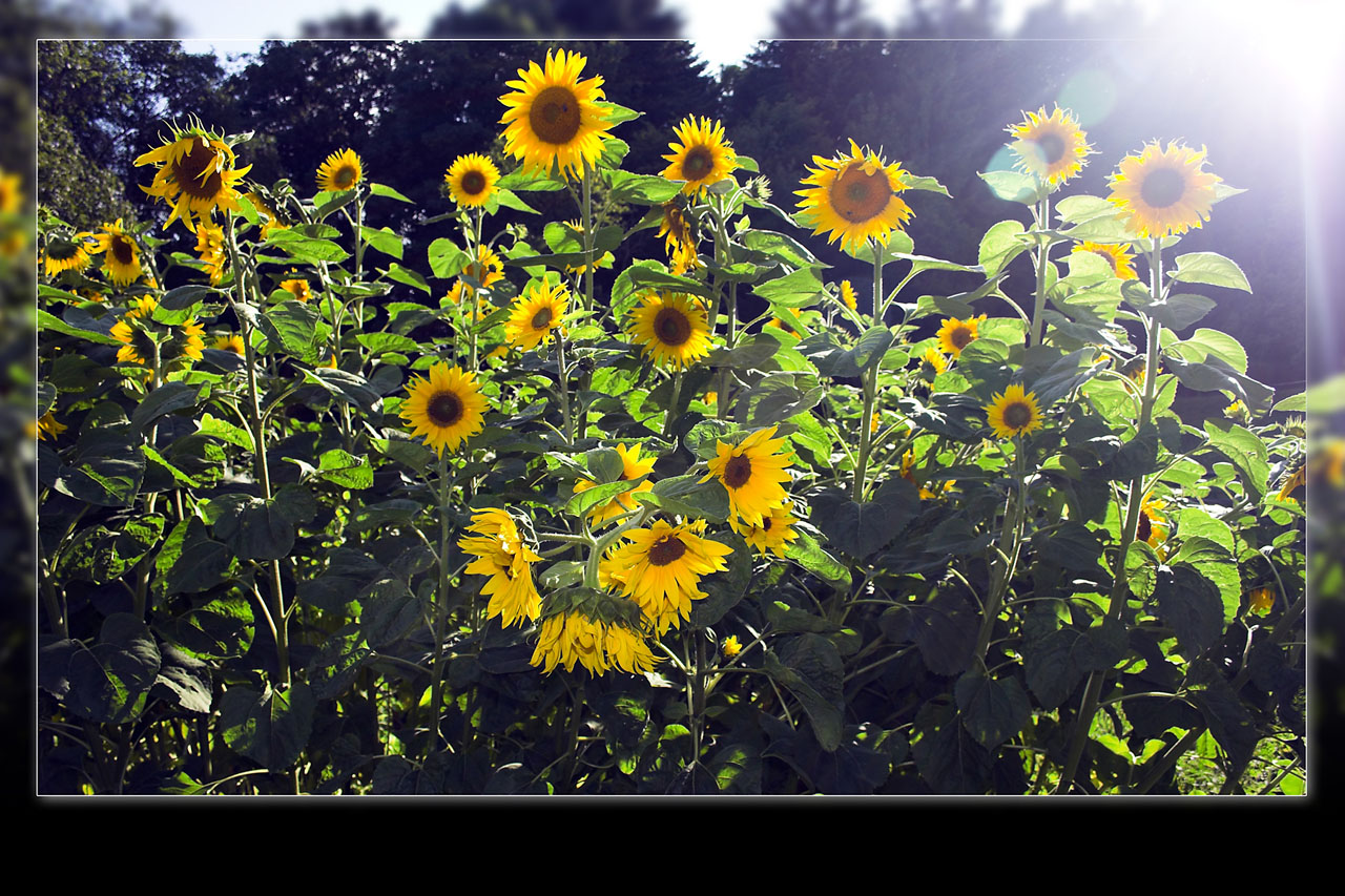 sunflower sun rays free photo