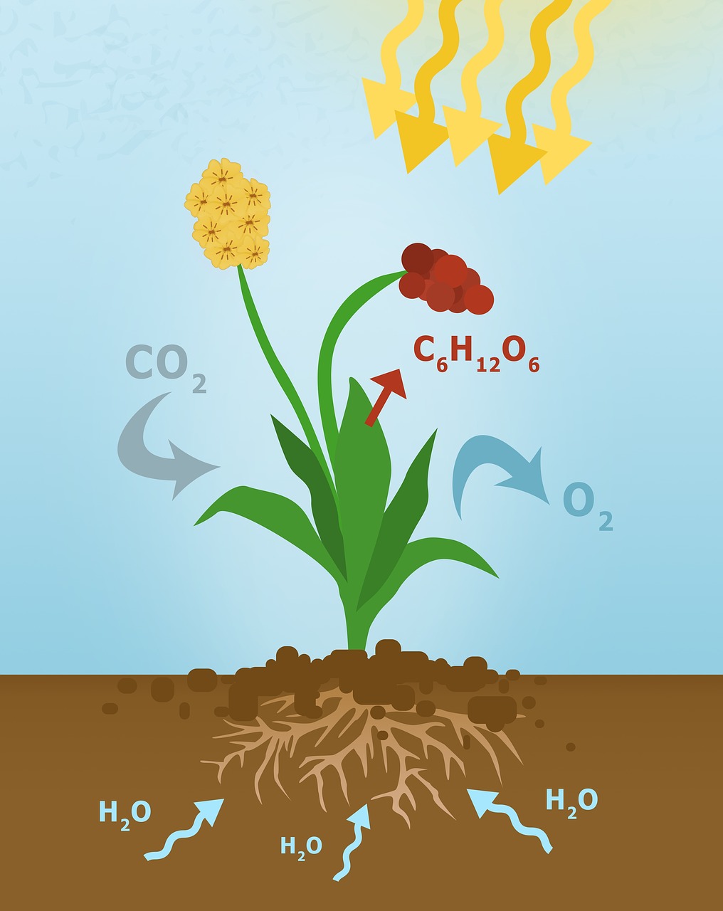 photosynthesis  diagram of photosynthesis  plant free photo
