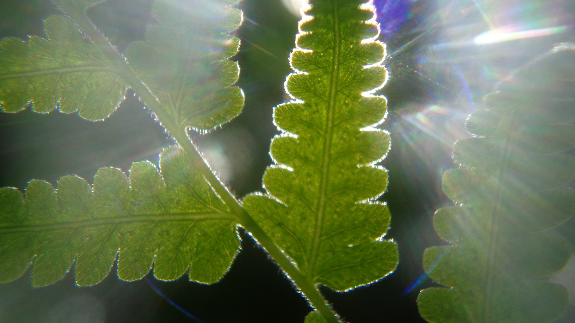 leaf fern sunlight free photo