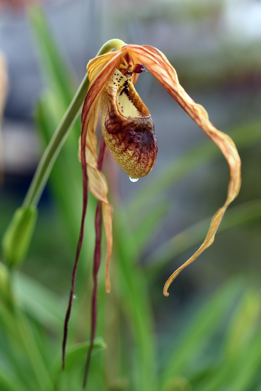 phragmipedium orchid plant free photo