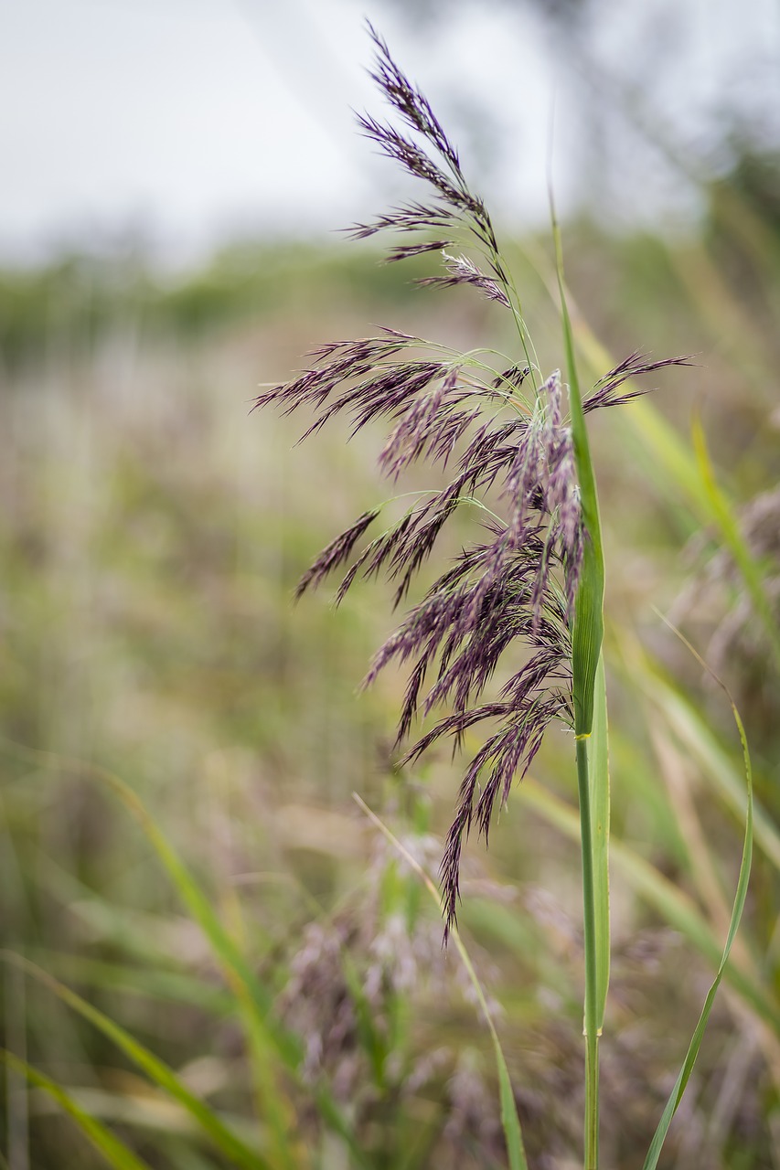 phragmites reed grass free photo