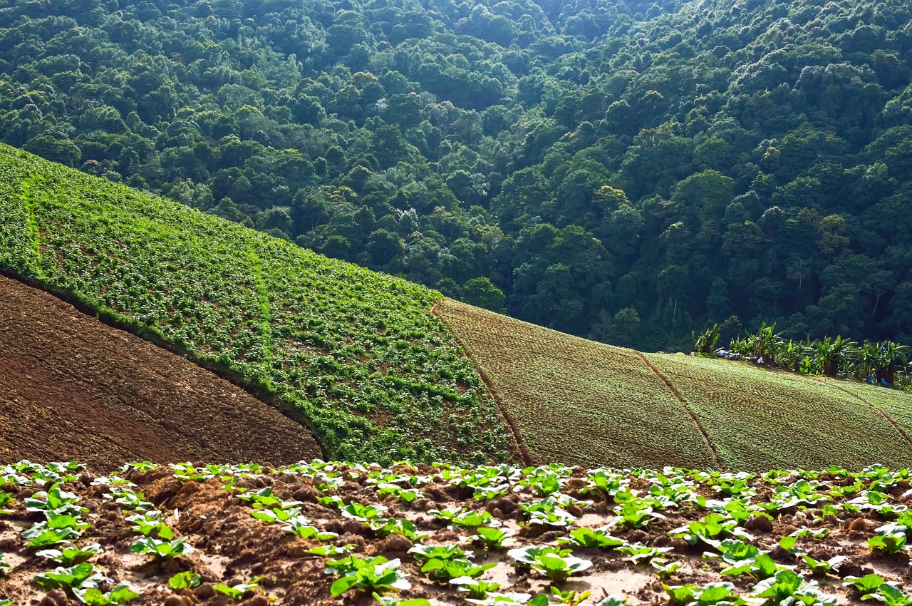 phu thap boek tourism green free photo