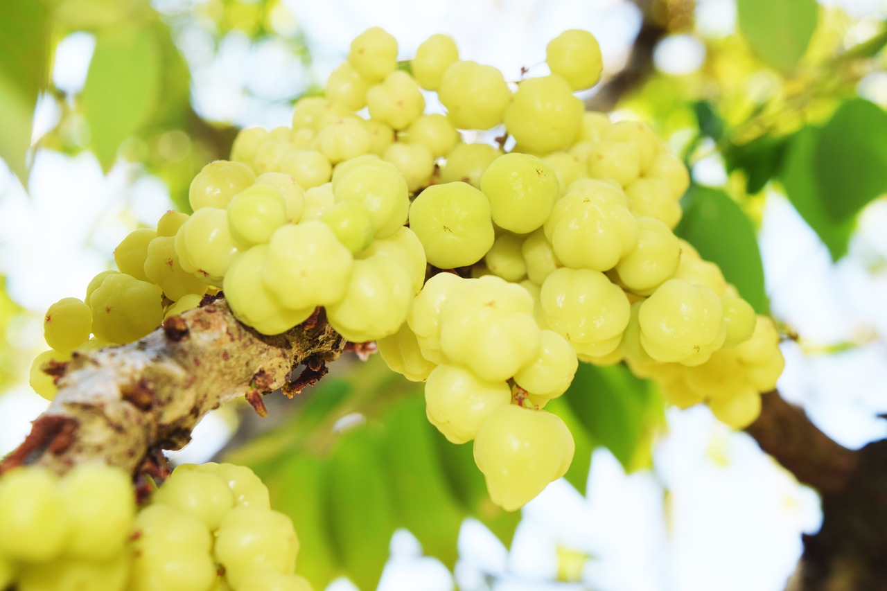 phyllanthus acidus star gooseberry fruit free photo