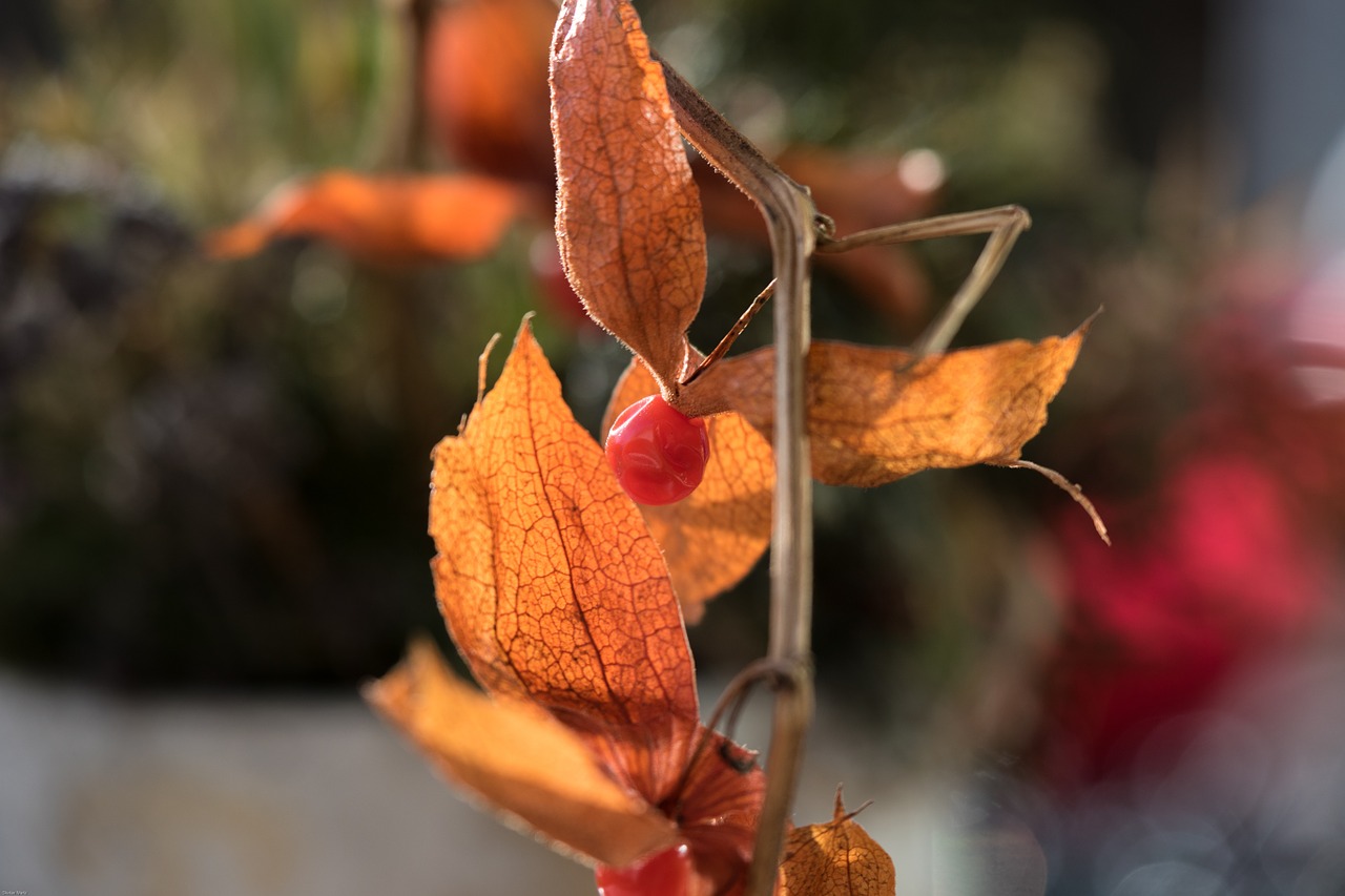 physalis berry fruit berry free photo