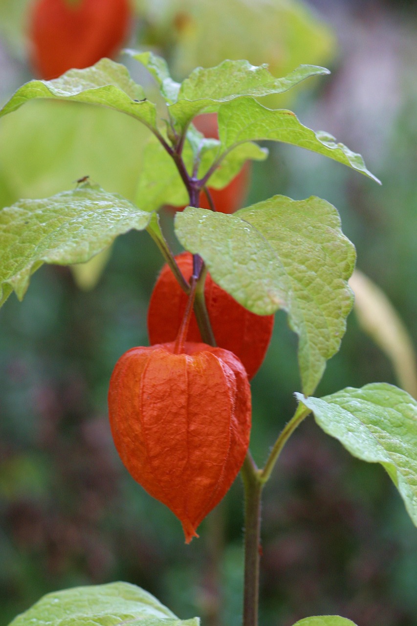 physalis heart in cage fruit free photo