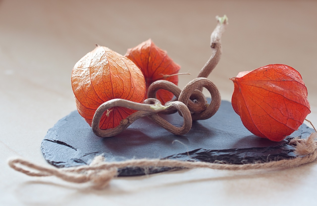 physalis lampionblume andes berry free photo