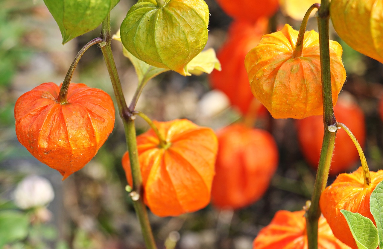 physalis bubble cherries jews cherries free photo