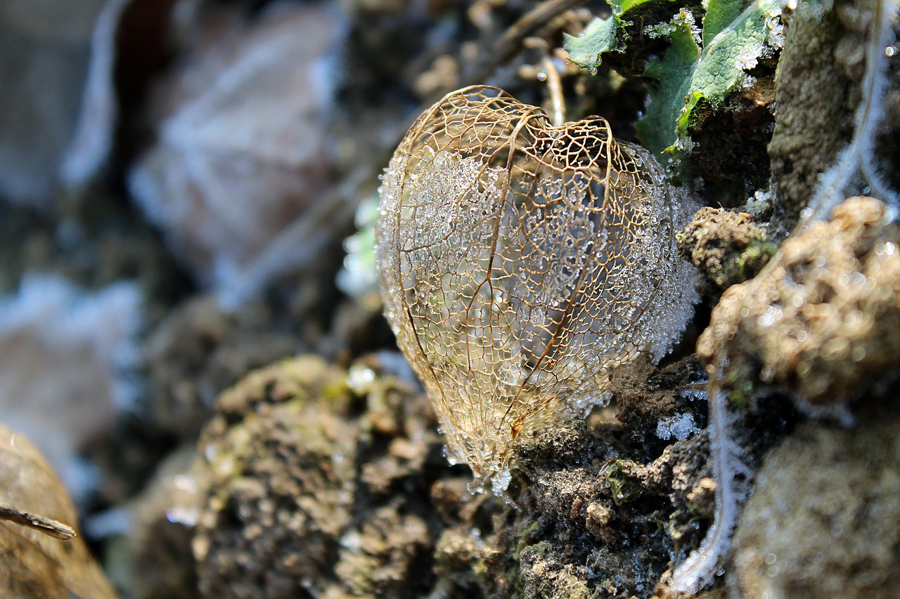 physalis frost plant free photo