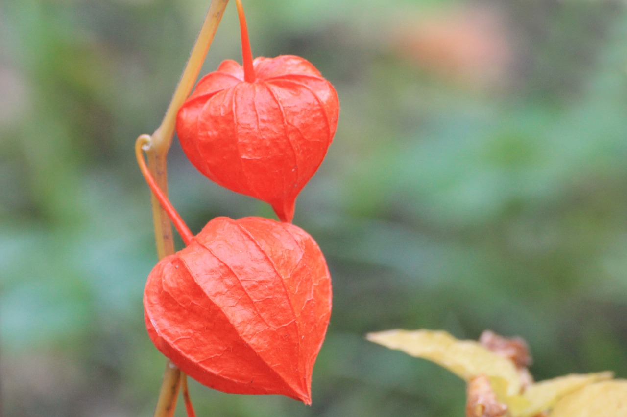 physalis lampionblume flowers free photo