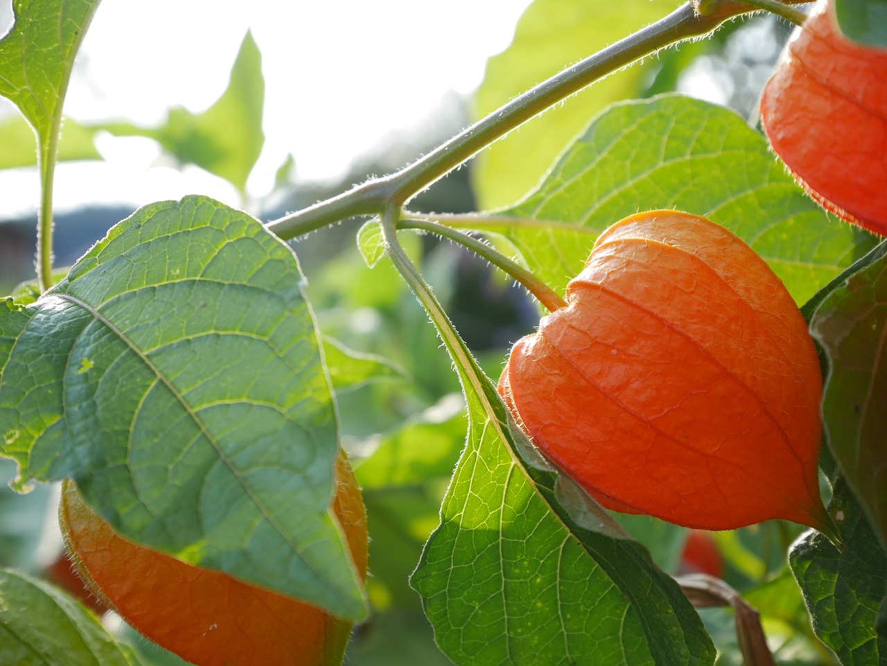 physalis plant fruit free photo