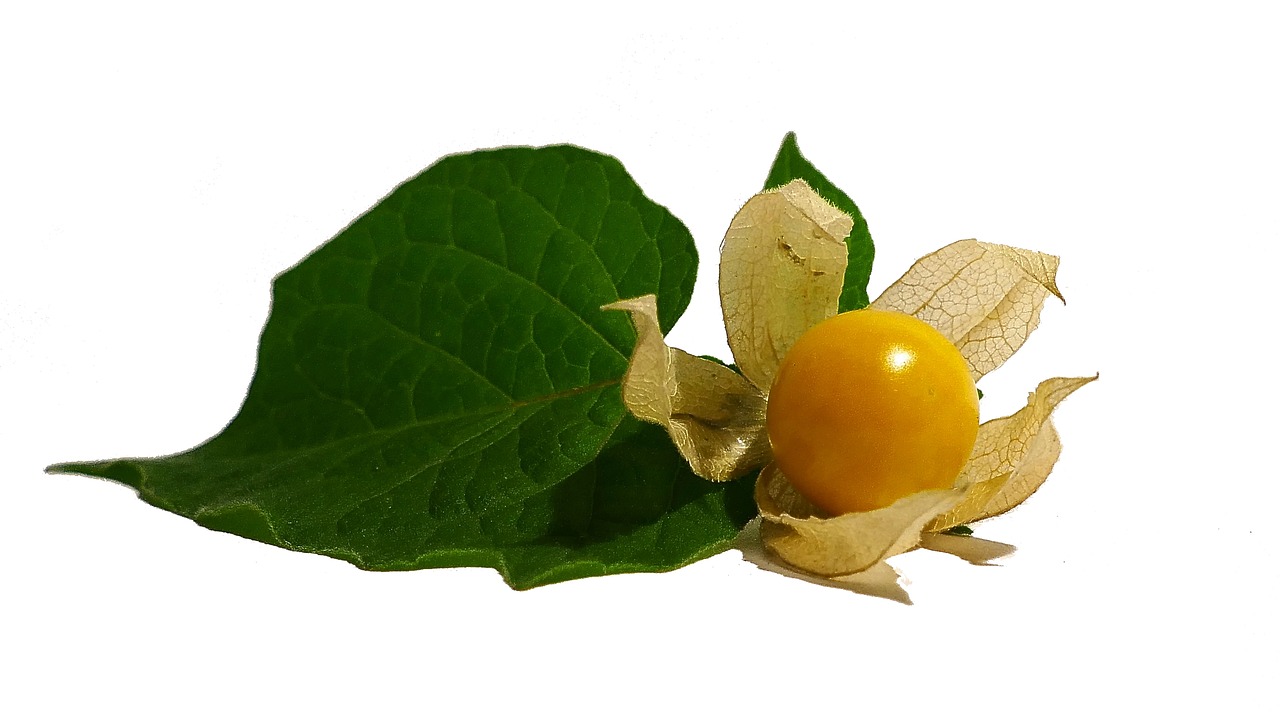 physalis cape gooseberry fruit free photo