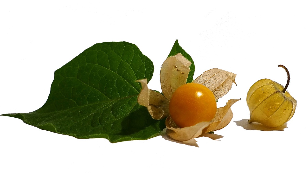 physalis cape gooseberry fruit free photo