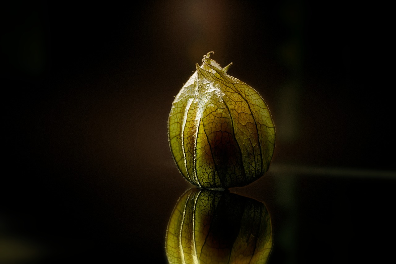 physalis macro close free photo