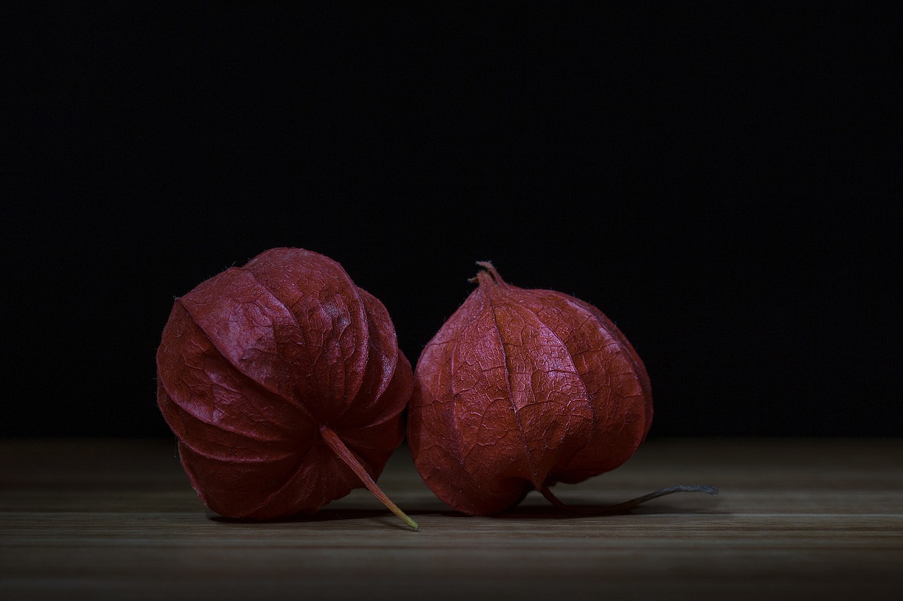 physalis lampionblume nachtschattengewächs free photo