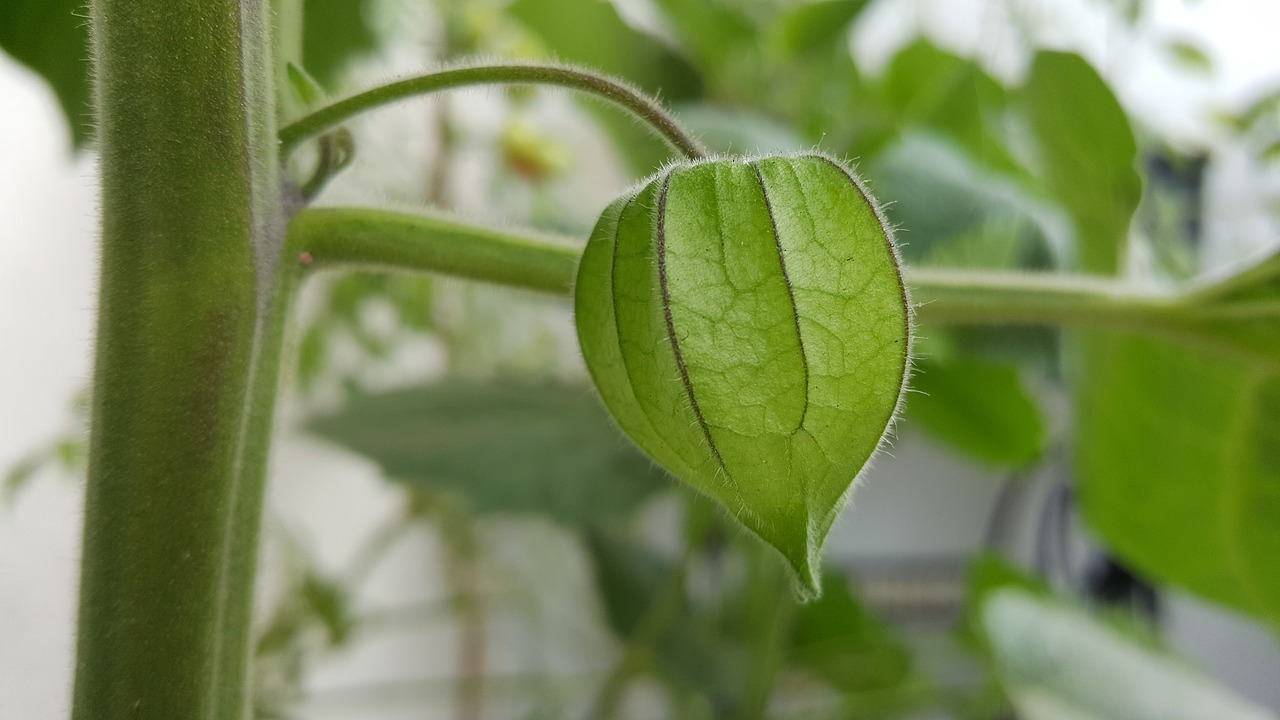 physalis fruit food free photo