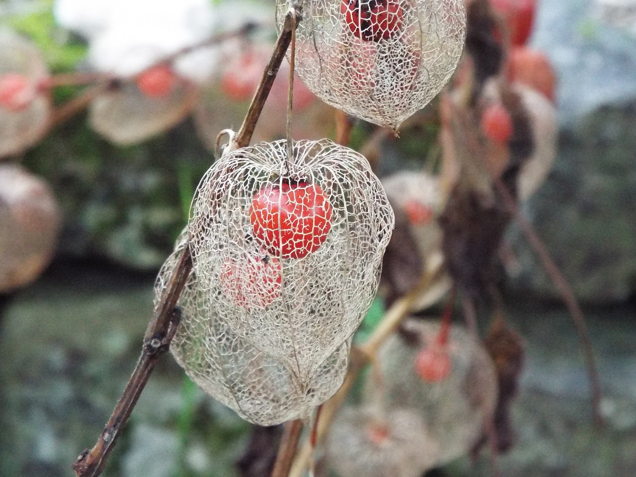 physalis plant color orange free photo