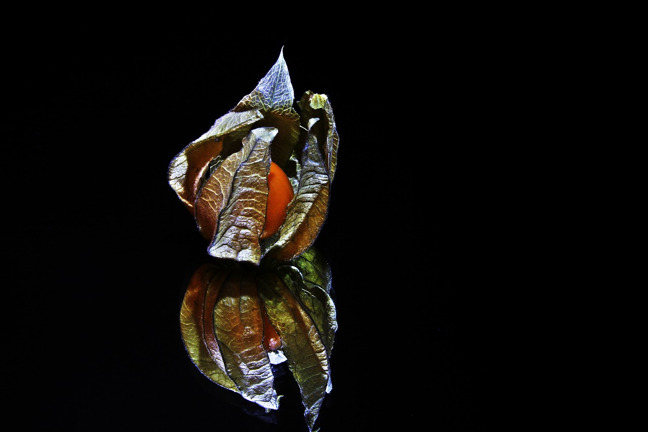 physalis fruit healthy free photo