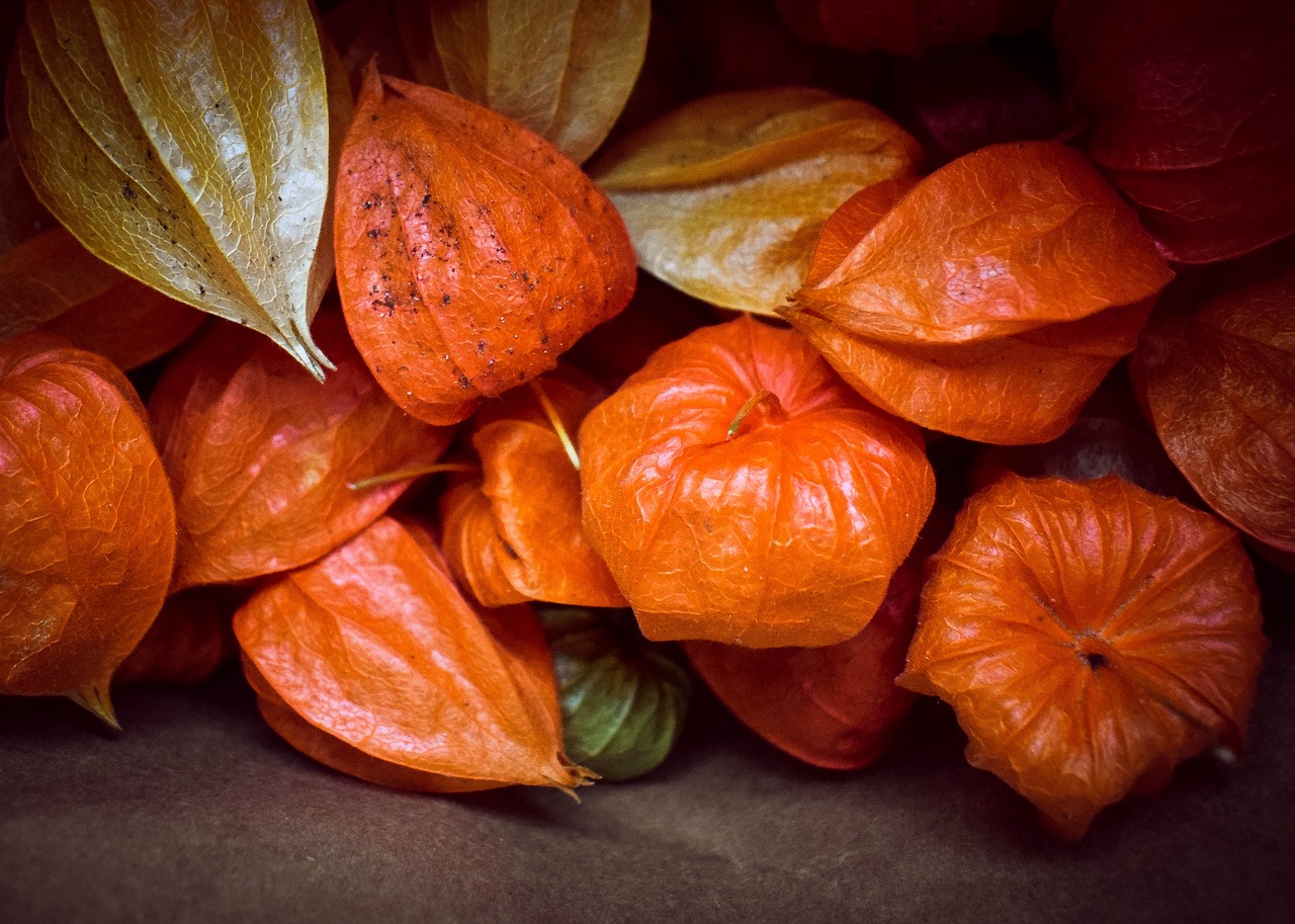 physalis autumn food free photo