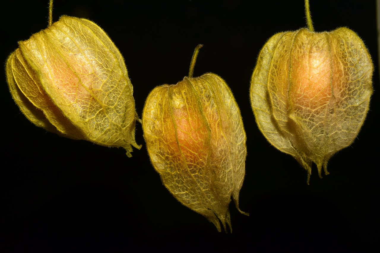 physalis fruit delicious free photo