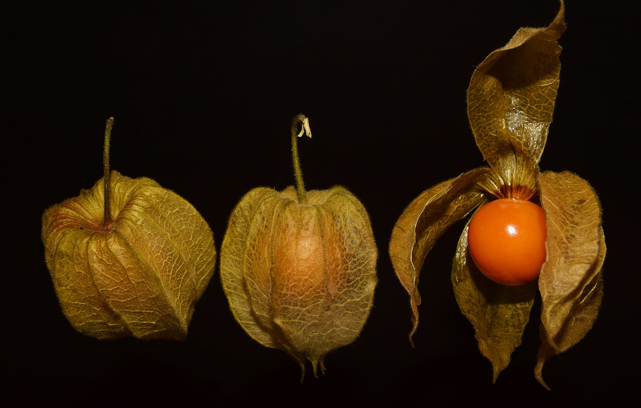 physalis fruit delicious free photo