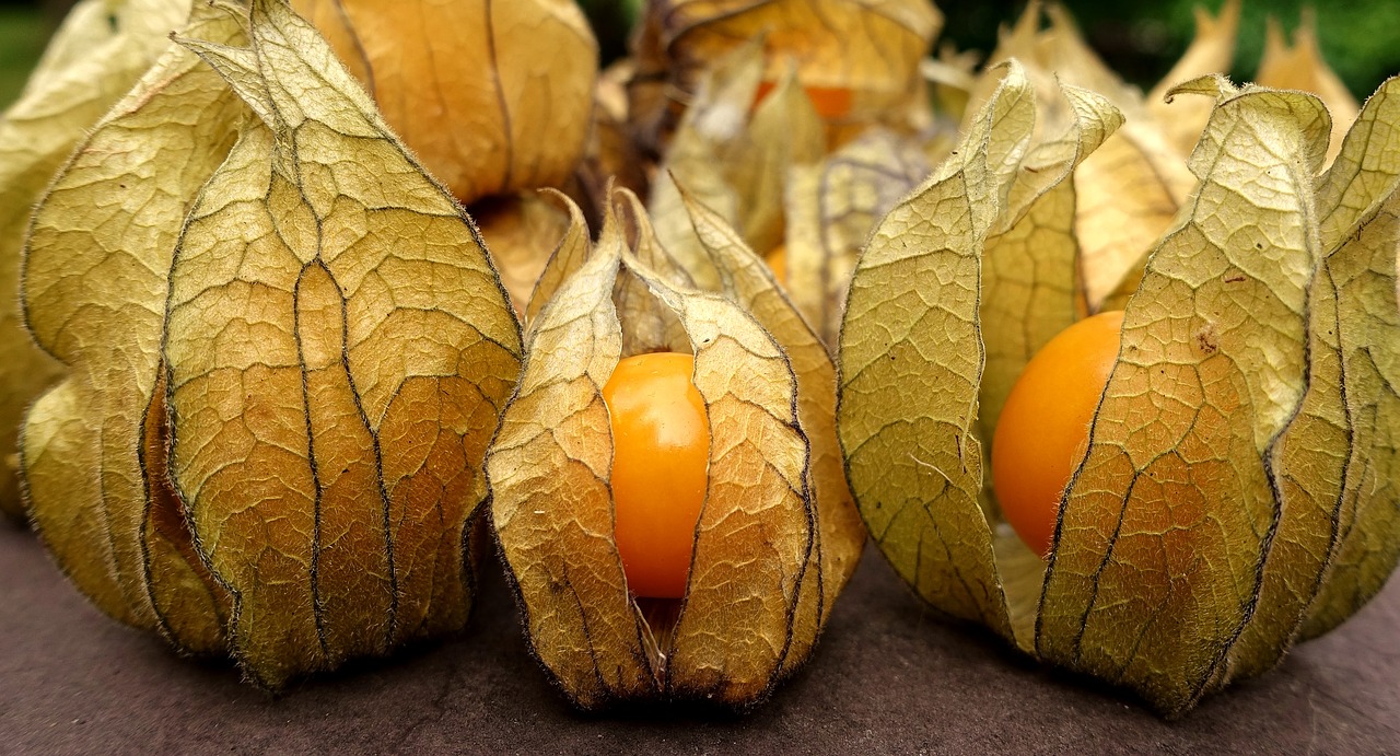 physalis  fruit  berry free photo