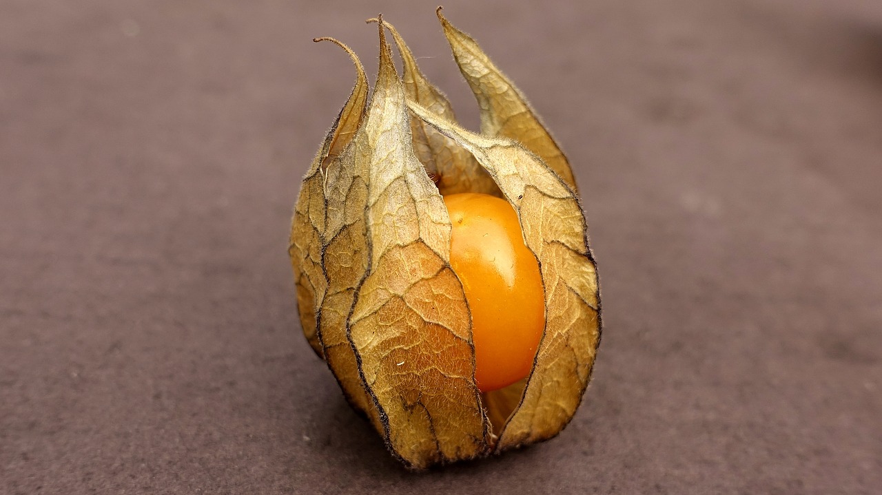 physalis  fruit  berry free photo