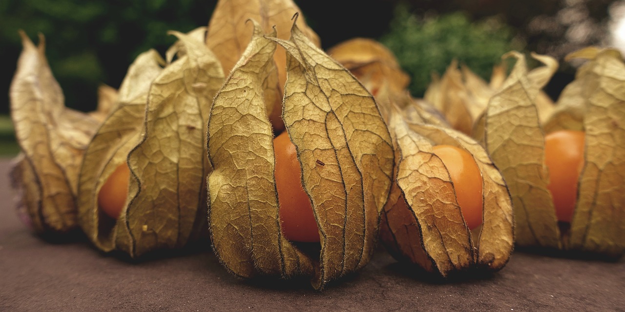 physalis  fruit  berry free photo