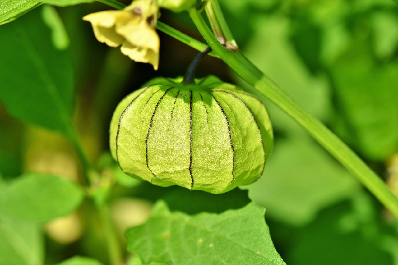 physalis  bladder cherry  plant free photo