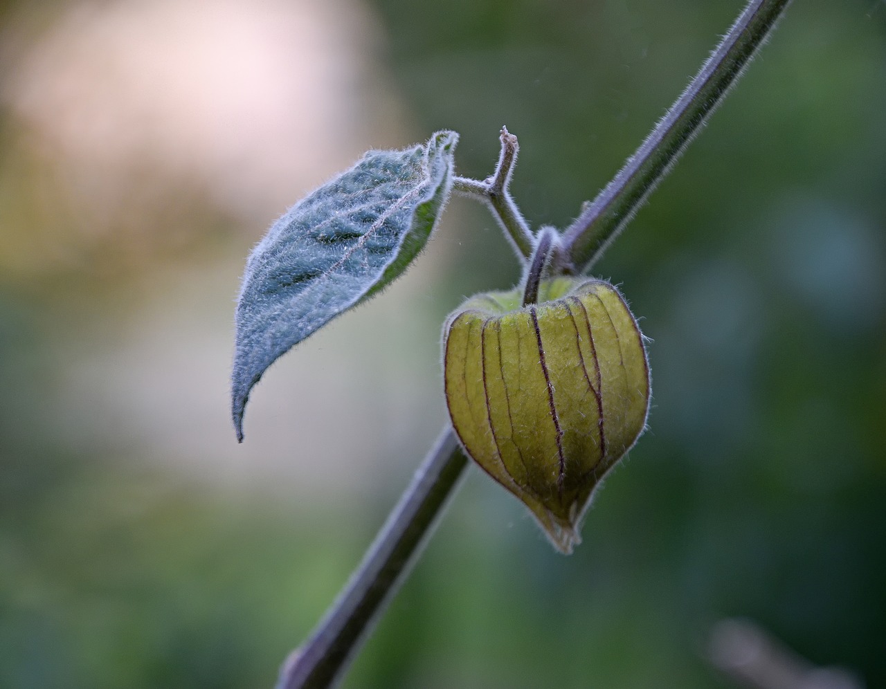 physalis  fruit  healthy free photo