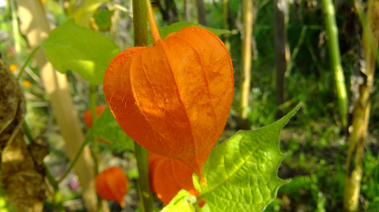 physalis  nature  flora free photo