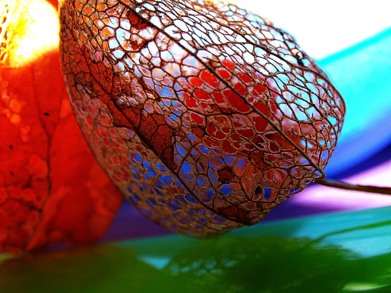 physalis macro lace free photo