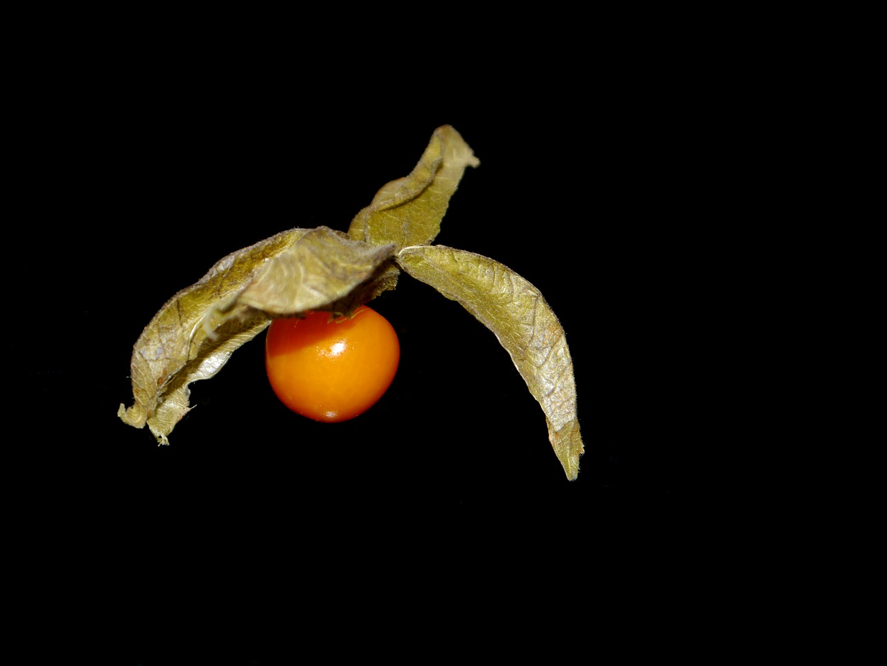 physalis vitamins orange free photo