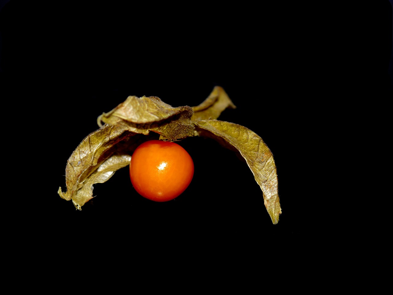 physalis vitamins orange free photo