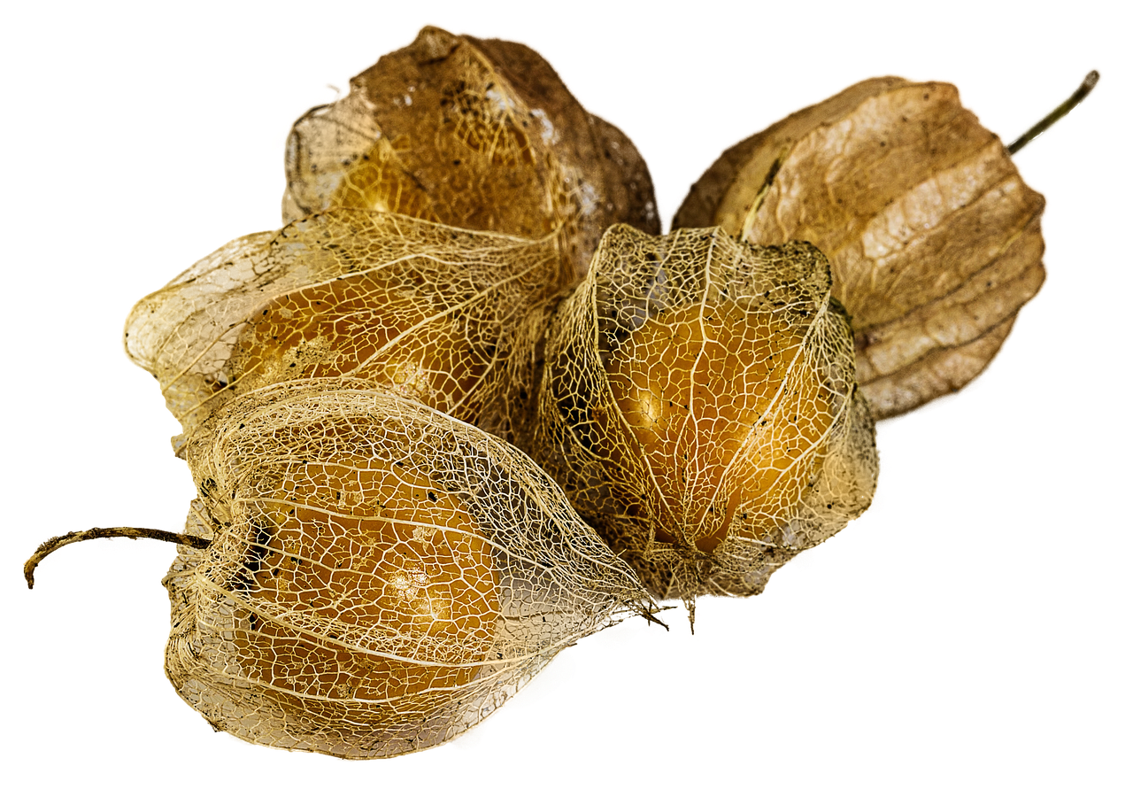 physalis-alkekengi fruit eat natural free photo