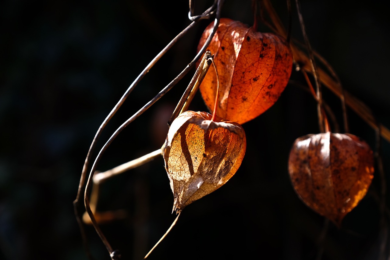 physalis alkekengi plant fruit free photo