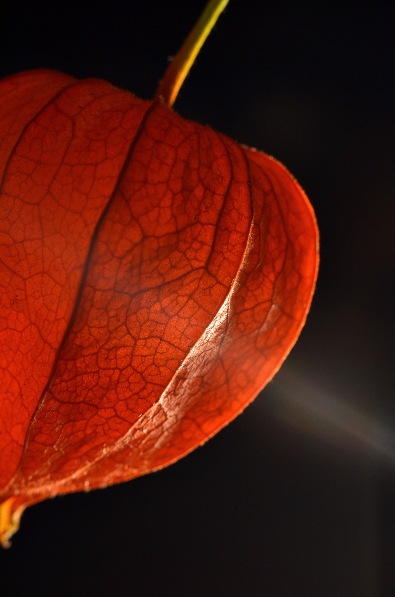 physalis flowers macro free photo