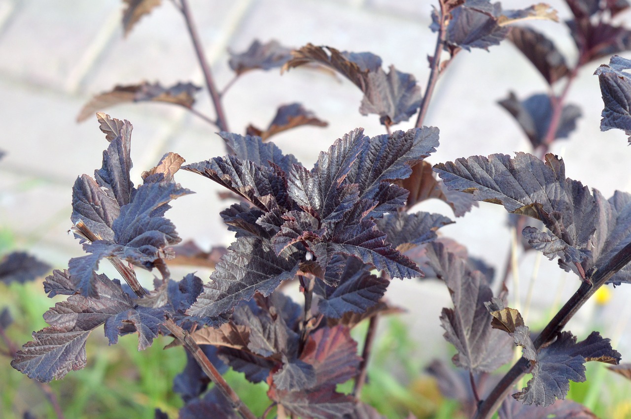 physocarpus bush planting of greenery free photo