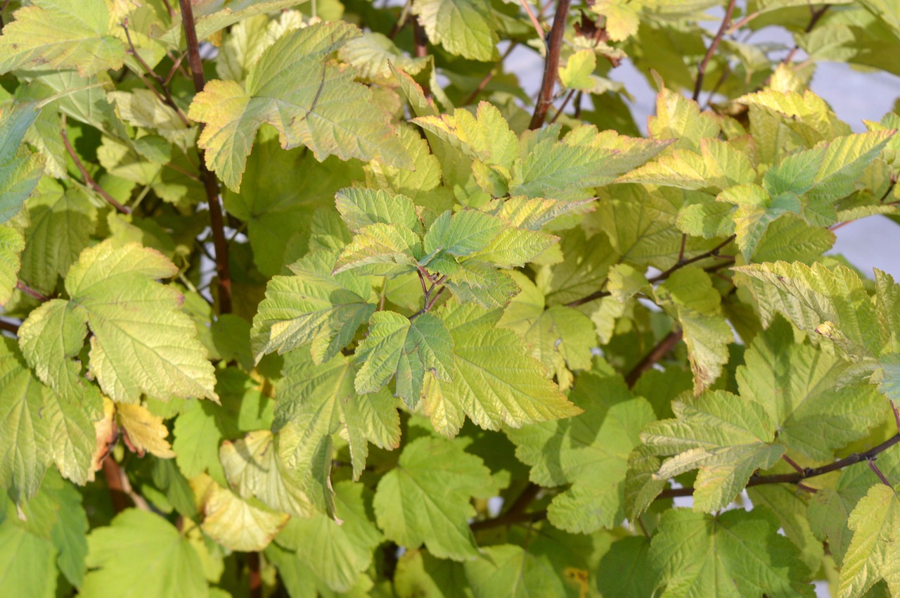 physocarpus leaves green free photo