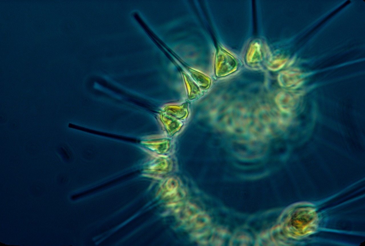 phytoplankton plankton living organism free photo