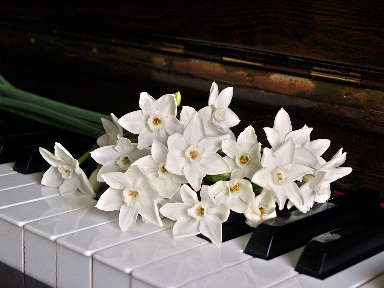 piano keys jonquils free photo